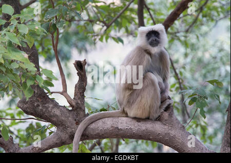 Una pianura meridionale Langur grigio (Semnopithecus dussumieri) o Hanuman Langur nelle foreste di Rishikesh, Uttarakhand, India Foto Stock