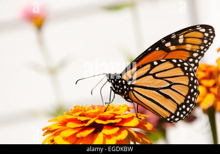 La migrazione di farfalla monarca alimentazione su un Zinnia fiore per rifornire il suo approvvigionamento di energia Foto Stock