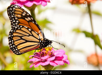 Colorato la migrazione di farfalla monarca alimentazione su un fiore, il rifornimento di carburante per la migrazione Foto Stock