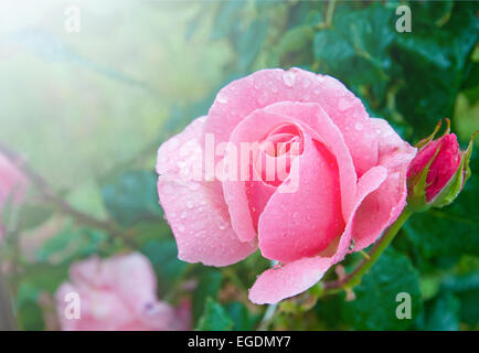 Bella rosa rosa con goccioline di acqua dopo la pioggia in giardino Foto Stock