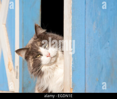 Gatta Calico che spuntavano di un granaio blu Foto Stock