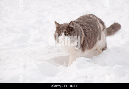 Diluito gatta calico a piedi nella neve profonda su un luminoso, fredda giornata invernale Foto Stock