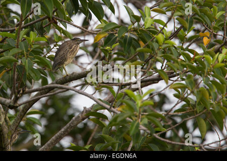 Airone striato, chiamato anche poco Heron, (Butorides striata) capretti appollaiato in un albero, East Coast Park, Singapore. Foto Stock