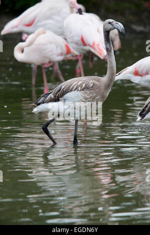 Fenicottero maggiore, (Phoenicopterus ruber), capretti da un allevamento in cattività una popolazione al Simbridge nelle paludi e Wildfowl Trus Foto Stock