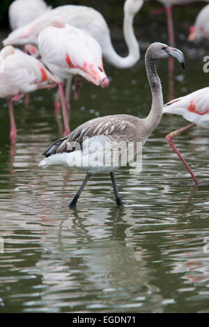 Fenicottero maggiore, (Phoenicopterus ruber), capretti da un allevamento in cattività una popolazione al Simbridge nelle paludi e Wildfowl Trus Foto Stock