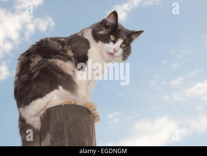 Bella diluito gatta calico seduto su un sibilo fencepost e mad Foto Stock