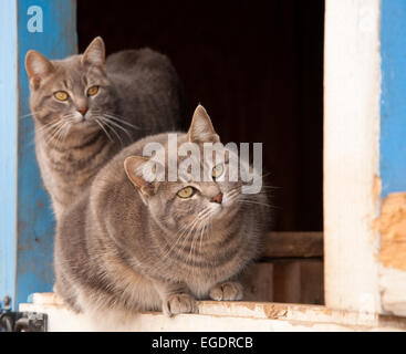 Due blue tabby gatti su una mezza porta di un granaio blu, guardando keenlyto sulla destra del visualizzatore Foto Stock