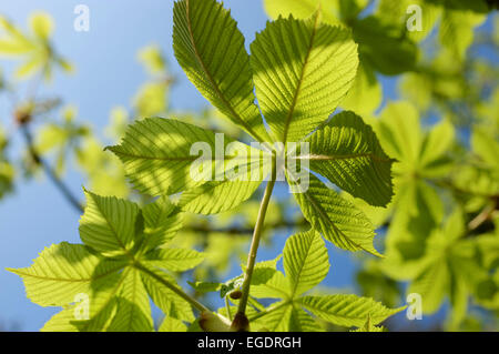 Giovani di castagne fresche foglie di albero contro un cielo blu, Hesse, Germania Foto Stock