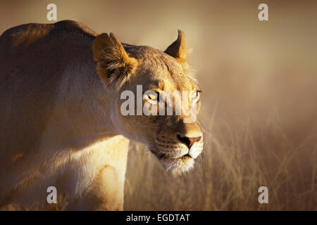 Ritratto di una donna leonessa in inverno erba del Kgalagadi Parco transfrontaliera (Sud Africa) Foto Stock