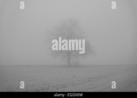 Neve e nebbia a Heidelberg Foto Stock