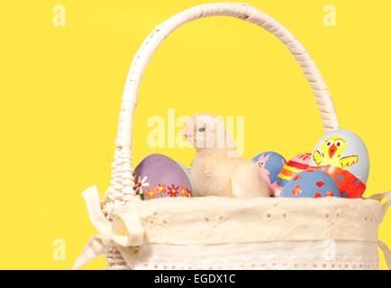 Pulcino dura in un cesto di Pasqua con dipinto a mano le uova, su sfondo giallo Foto Stock