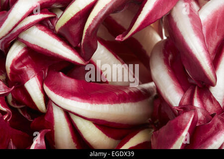 Il radicchio rosso di Treviso foglie di cicoria sfondo Foto Stock