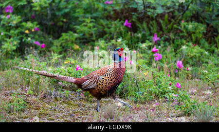 Fagiano maschio, Phasianus colchicus, Est Isole Frisone, Germania, Europa Foto Stock