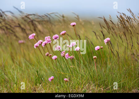 Rosa del mare, Armeria maritima, Spiekeroog Island, Nationalpark, Mare del Nord est delle Isole Frisone, Frisia orientale, Bassa Sassonia, Germania, Europa Foto Stock