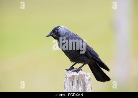 Taccola Corvus monedula, Spiekeroog Island, Nationalpark, Mare del Nord est delle Isole Frisone, Frisia orientale, Bassa Sassonia, Germania, Europa Foto Stock