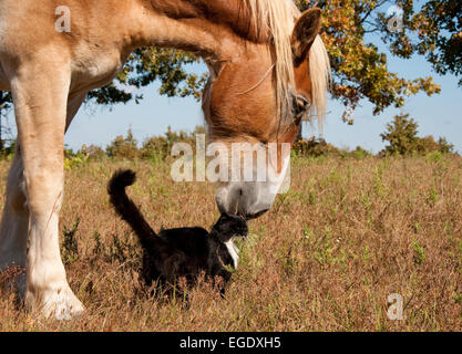 Gli amici di tutte le dimensioni e colori - una piccola in bianco e nero e di gatto e il suo enorme bionda progetto belga cavallo amico Foto Stock