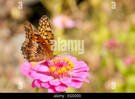 Le variegate Fritillary butterfly alimentazione su un rosa luminoso Zinnia fiore Foto Stock