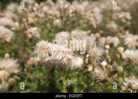 Coppia thistle piante pronto per disperdere i semi nel vento con una raccolta di semi intrappolati battenti principale off testa di fiori Foto Stock