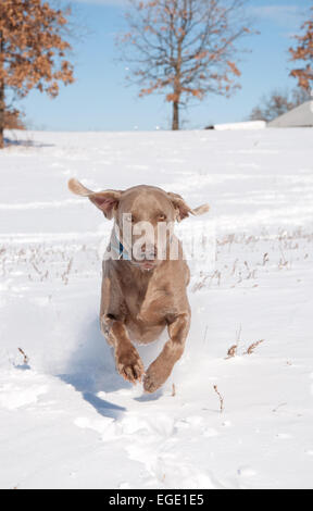 Weimaraner in esecuzione nella neve verso il visualizzatore Foto Stock