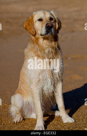 Bell esemplare del cane di razza Golden Retriever Foto Stock