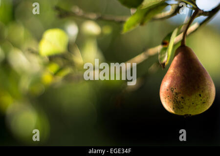 Pera con la luce del sole in Austria Foto Stock