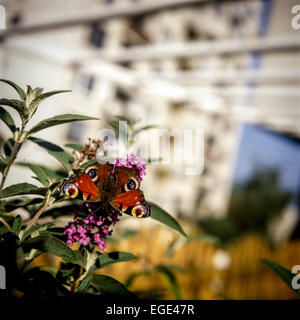 Farfalla europea di pavone su fiore Inachis io seduta su un fiore, sfondo di costruzione, farfalla urbana, Foto Stock