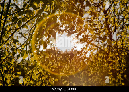 Alone solare attraverso foglie di faggio. Foto Stock