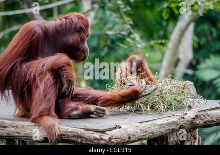 Baby Orangutan mangiare accanto a sua madre Foto Stock