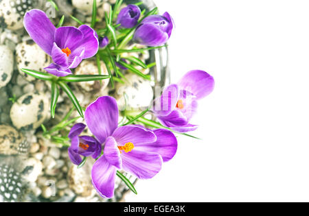 Bella primavera crocus fiori con le uova di pasqua di decorazione su sfondo bianco Foto Stock