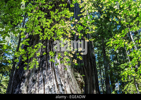 Foglie di albero e giganteschi alberi di sequoia. Prairie Creek Redwoods State Park, California, Stati Uniti. Foto Stock