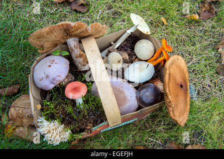 Cestello con diversi tipi di funghi selvatici su erba verde Foto Stock