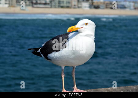 Gabbiano Foto Stock