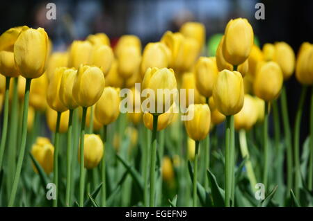 Fiori del tulipano Foto Stock