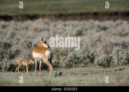 Pronghorn (Antilocapra americana) con vitello neonato, Yellowstone National Park, Wyoming Foto Stock