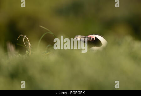 Pinguino africano (Spheniscus demersus) dietro alcuni cespugli, su una spiaggia vicino a Città del Capo in Sud Africa. Foto Stock