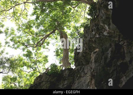 Ramoscelli e foglie verdi sulla montagna di pietra per la natura dello sfondo. Foto Stock