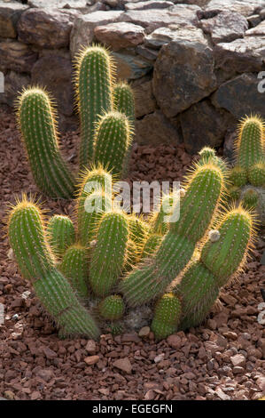 Echinopsis huascha, torcia rosso Cactus Foto Stock