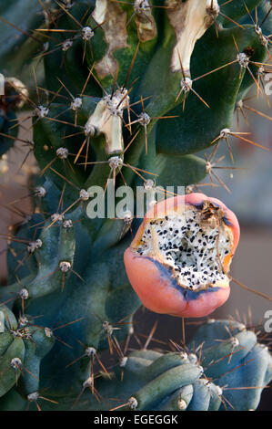 Cactus pod semi aperto per mostrare le sementi Foto Stock