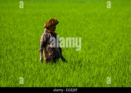 Donna agricoltore su un campo di riso a Bandung regency, West Java, Indonesia. Foto Stock