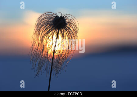 Clematide cinese, orientale Virginsbower (Clematis orientalis), teste di seme, appassì, retroilluminato, Alta Svevia, Baden-Württemberg Foto Stock