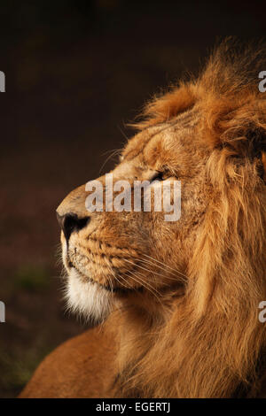 Maschio di leone, re delle bestie Foto Stock