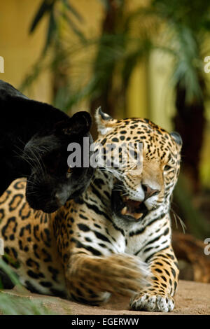 Giaguaro Nero e normalmente spotted Jaguar. Foto Stock