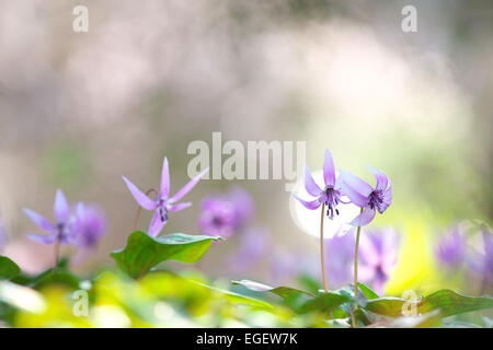 Giapponese del cane dente viola Foto Stock