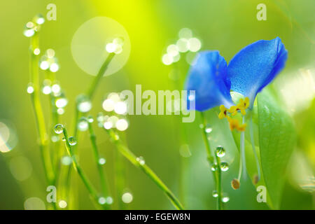 Dayflower asiatico Foto Stock