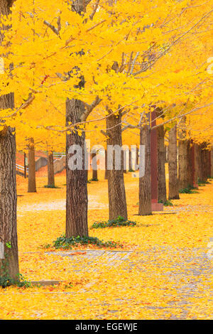 Foglie di autunno Foto Stock