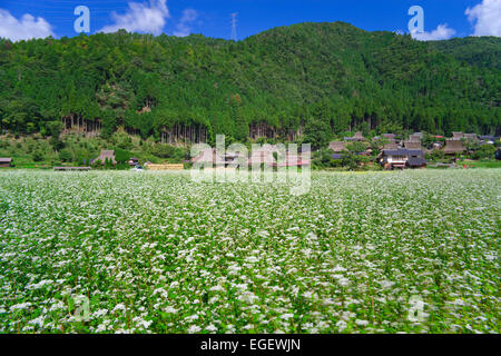 Campo di grano saraceno Foto Stock