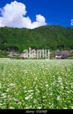 Campo di grano saraceno Foto Stock