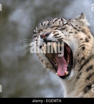 Maschio di snow leopard sbadigli Foto Stock