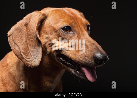 Ritratto di carino marrone cane bassotto isolati su sfondo nero Foto Stock