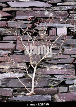 La Betulla alberello crescente al di fuori di un muro di ardesia in un edificio di cava, Dinorwic, Llanberis, il Galles del Nord Foto Stock